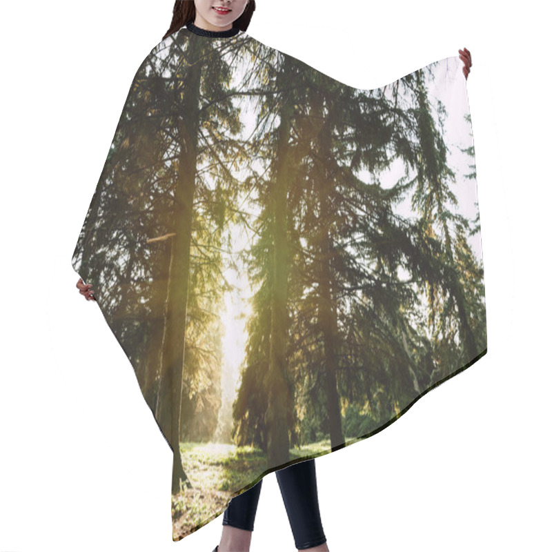 Personality  Sunrise In Autumn Forest Hair Cutting Cape