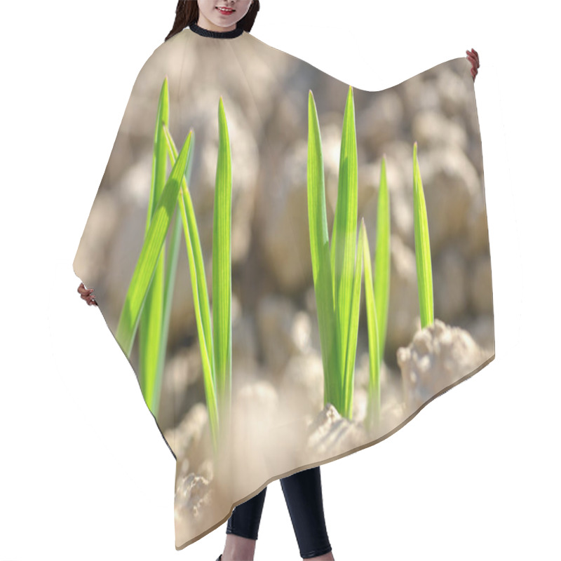 Personality  Young Wheat Seedlings Growing In A Soil. Spring Season. Nature Background. Hair Cutting Cape