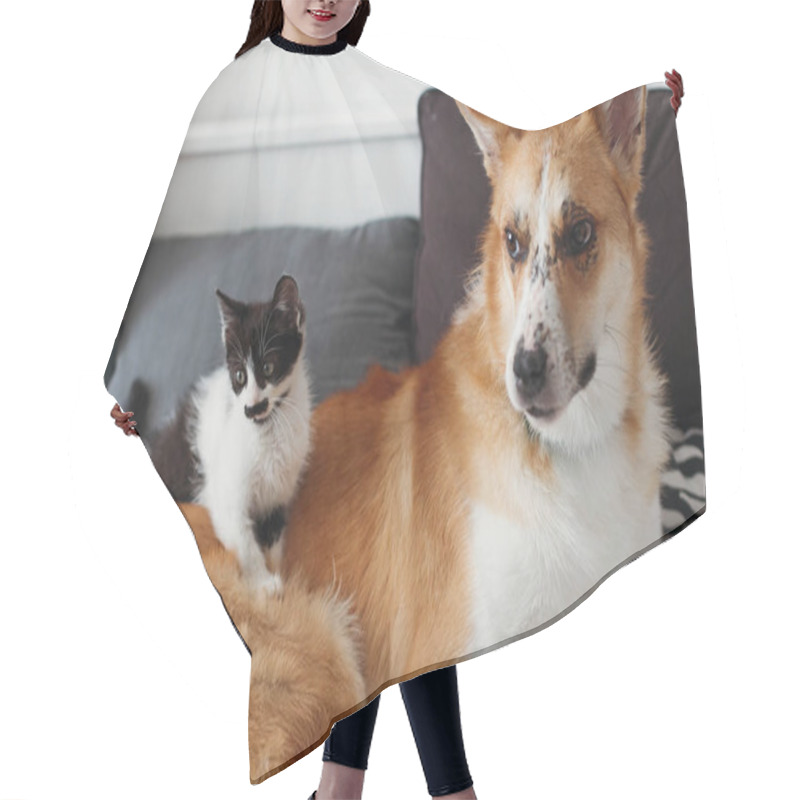 Personality  Cute Kitty And Golden Dog Playing On Bed With Pillows In Stylish Room. Adorable Black And White Kitten And Puppy With Funny Emotions Having Fun On Blanket. Cozy Home, Friends Hair Cutting Cape