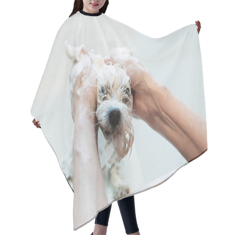 Personality  Woman Bathing A Maltese In The Bathtub At Home. Animals Hygiene Concept. Hair Cutting Cape