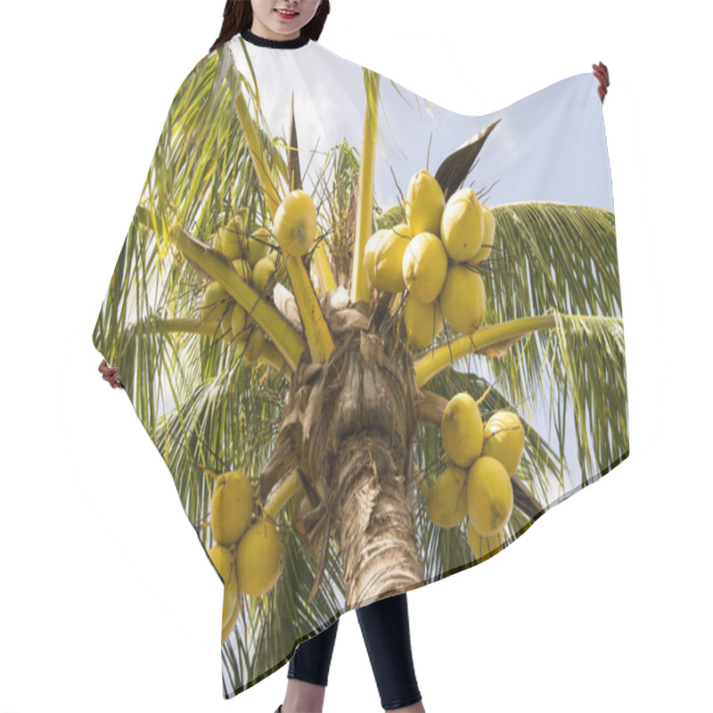 Personality  Coconut Palm Tree Hair Cutting Cape