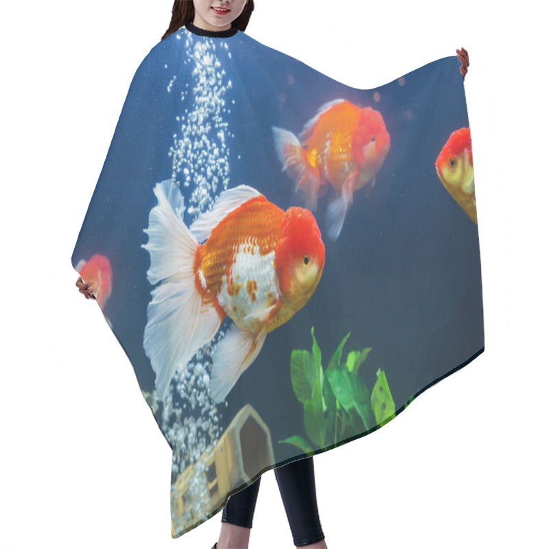 Personality  Goldfish In Aquarium With Green Plants Hair Cutting Cape