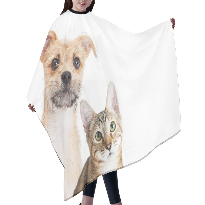 Personality  Puppy And Kitten Together With Cute Expression  Hair Cutting Cape