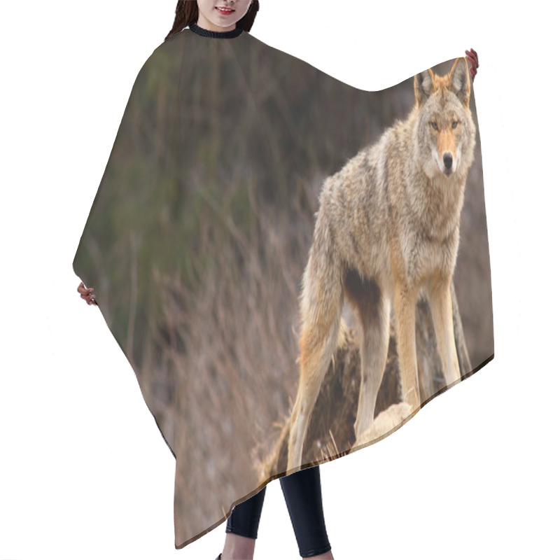 Personality  Coyote On Top Of A Hill Hair Cutting Cape