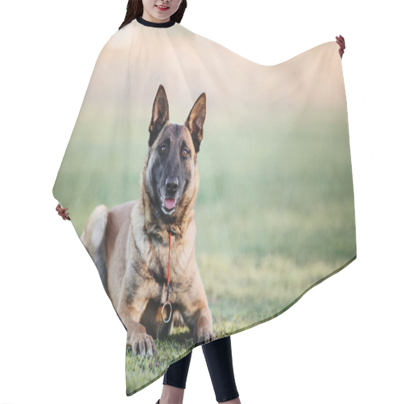 Personality  Malinois Dog. Belgian Shepherd Dog Hair Cutting Cape