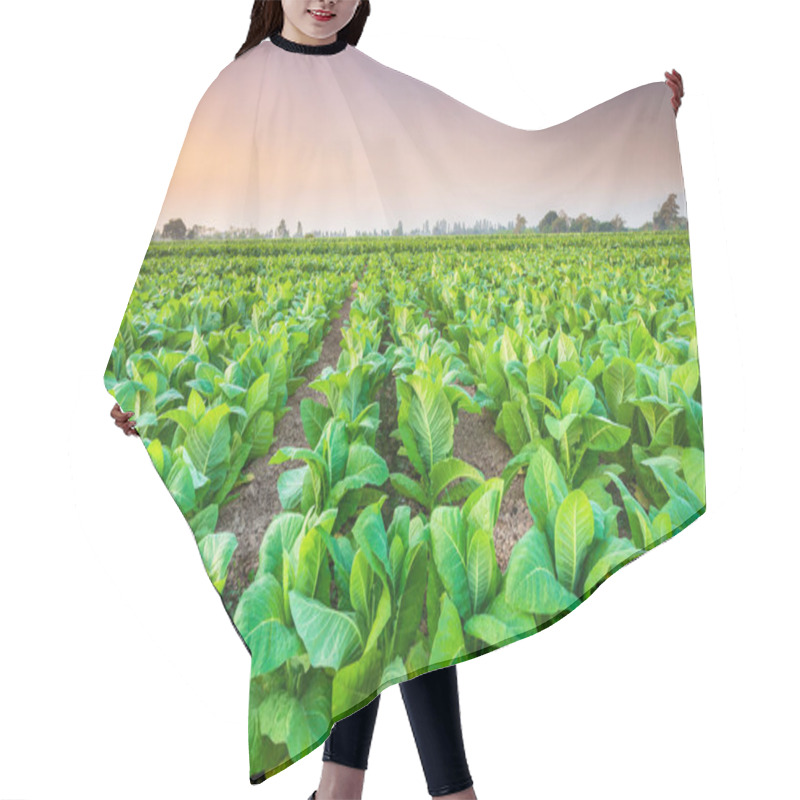 Personality  View Of Tobacco Plant In The Field At Sukhothai Province, Northe Hair Cutting Cape