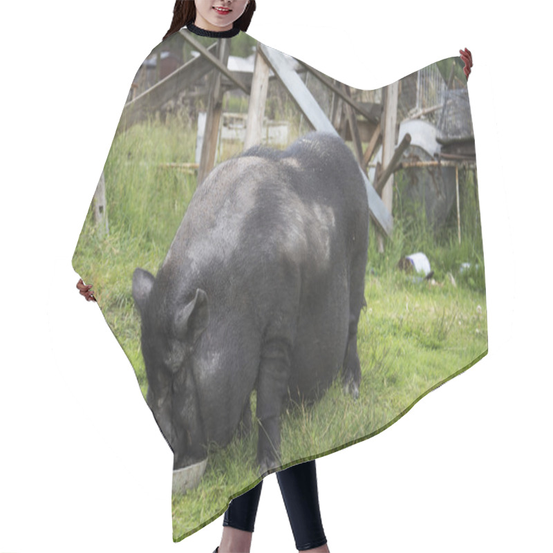 Personality  Summer Sunny Day Black Fat Pig. Hair Cutting Cape