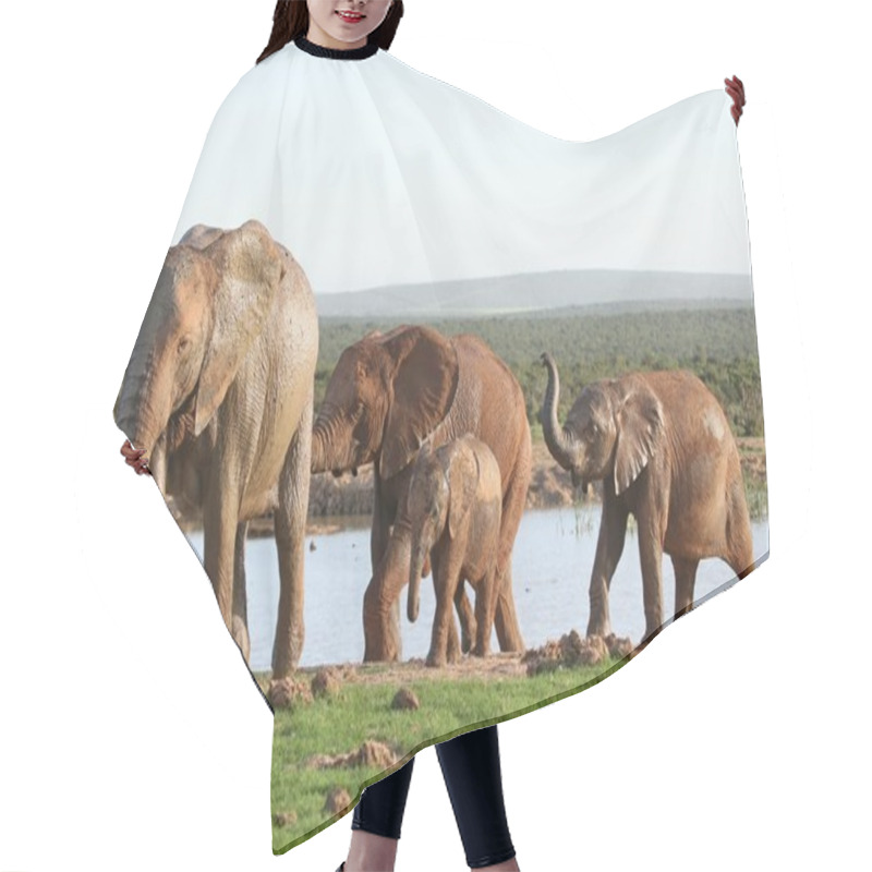 Personality  Elephants At Waterhole Hair Cutting Cape