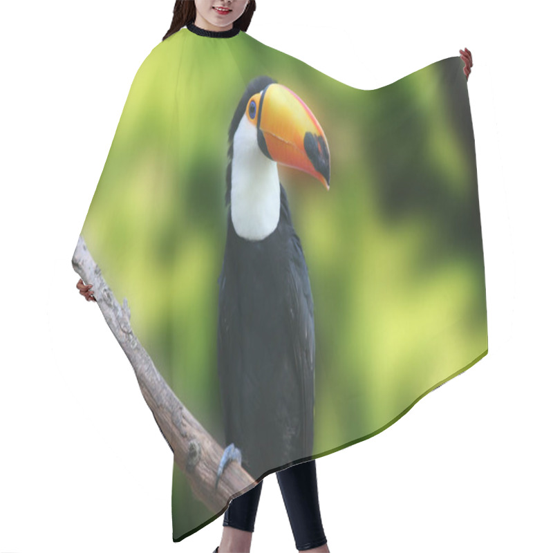 Personality  One Of My Favorite Motifs 2006 - Rudi,the Toucan - Little Sharpness While ... Hair Cutting Cape