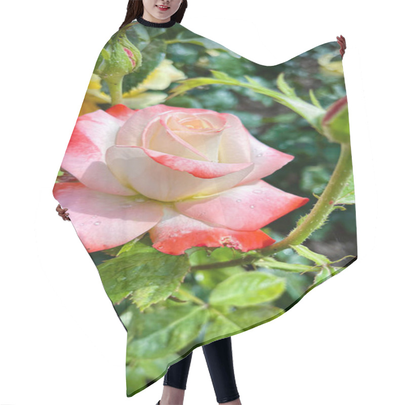 Personality  Macro Shot Of A Rose With Petals In Soft Gradient Shades, Surrounded By Vibrant Green Leaves. A Detailed, Natural, And Captivating Floral Image Showcasing Nature's Beauty. Hair Cutting Cape