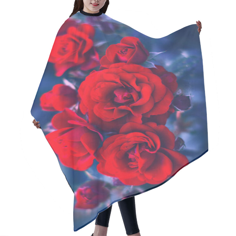 Personality  Red Roses At The Blue Background . Louis Phillippe China Rose Hair Cutting Cape