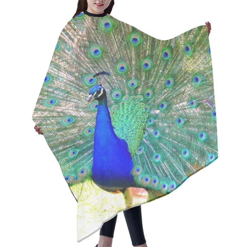 Personality  Peacock. Hair Cutting Cape