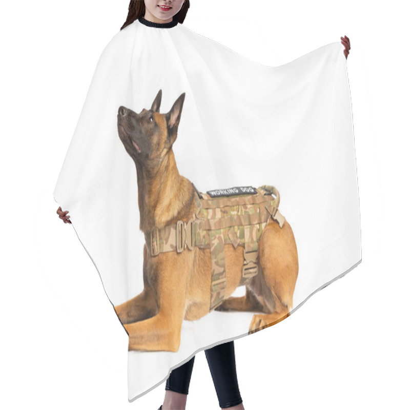 Personality  Belgian Malinois Dog In Front Of A White Background Hair Cutting Cape