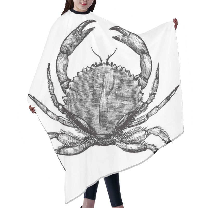 Personality  California Rock Crab Which Is Found On The Rocky Sea Floor Of California, Vintage Line Drawing Or Engraving Illustration. Hair Cutting Cape