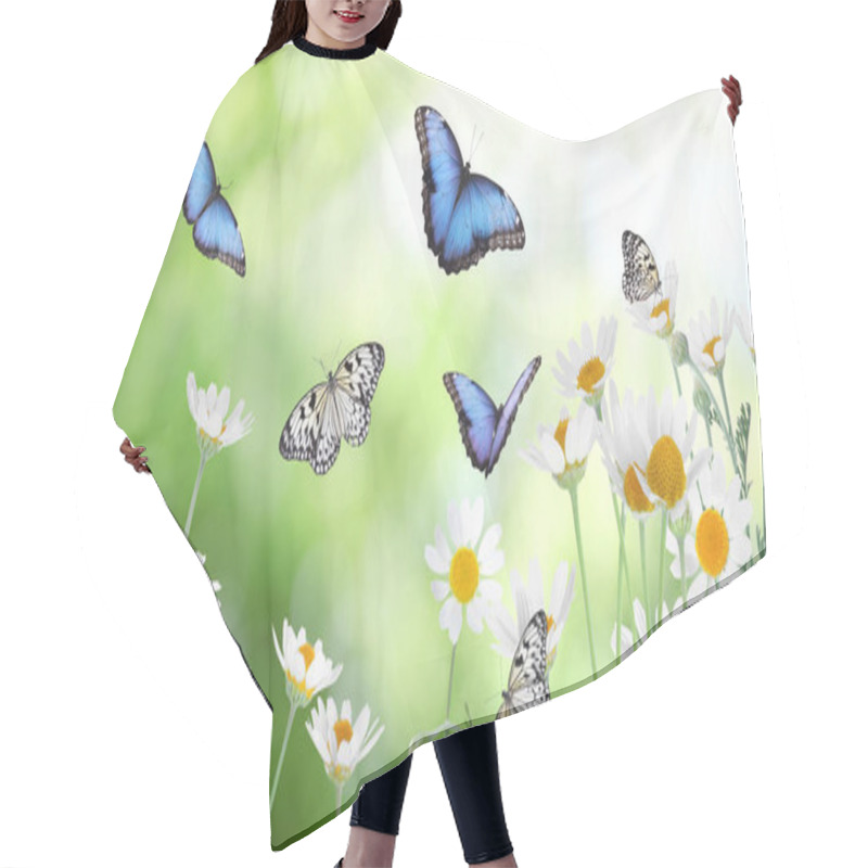 Personality  Beautiful Chamomile Flowers Outdoors On Sunny Day. Springtime  Hair Cutting Cape