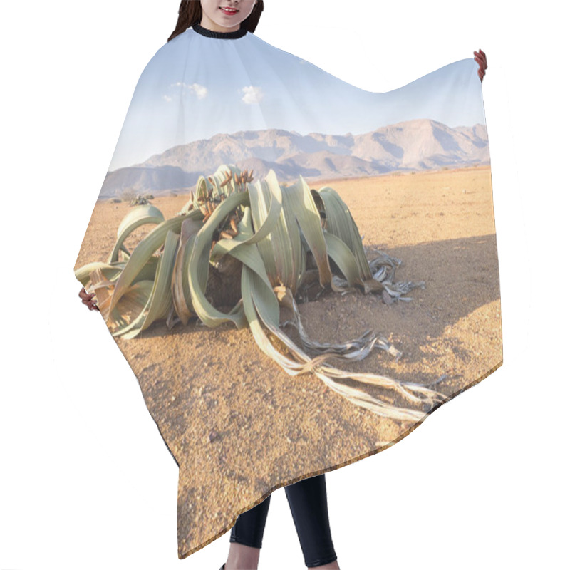 Personality  Blooming Welwitschia Mirabilis In The Desert Of Central Namibia Hair Cutting Cape