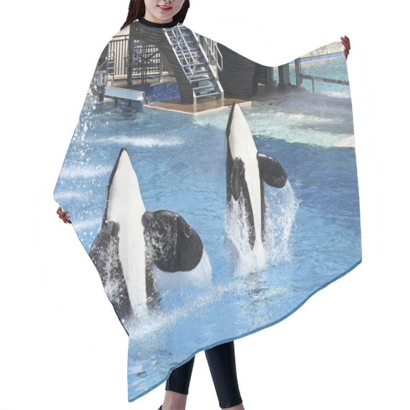 Personality  A Killer Whale Pair Perform In An Oceanarium Show Hair Cutting Cape