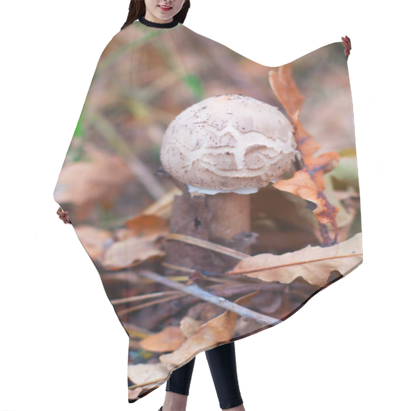 Personality  The Mushroom Grows In The Forest By Foliage Hair Cutting Cape