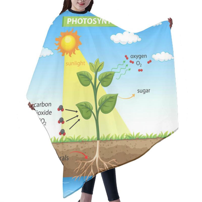 Personality  Diagram Showing Photosynthesis In Plant Illustration Hair Cutting Cape