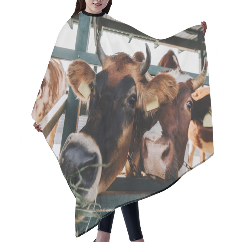 Personality  Brown Domestic Cows Eating Hay In Stall At Farm Hair Cutting Cape