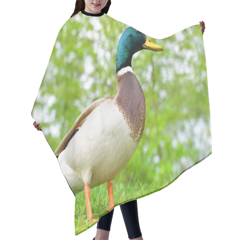 Personality  Wild Duck Or Mallard On Green Grass.  Hair Cutting Cape