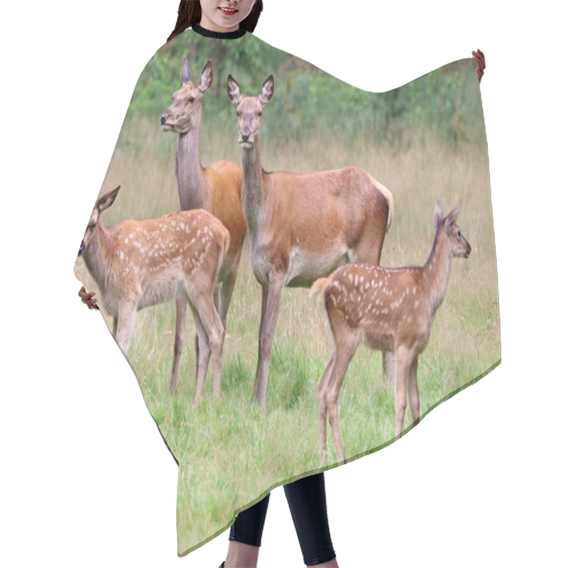 Personality  Red Deers In Forest  Hair Cutting Cape