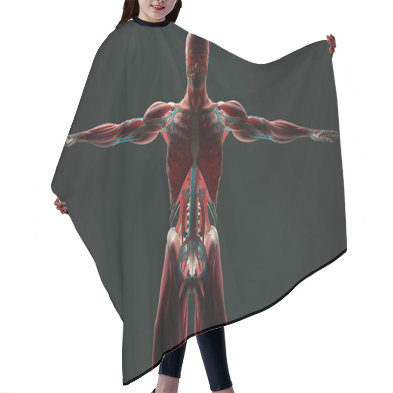 Personality  Human Anatomy Model Hair Cutting Cape