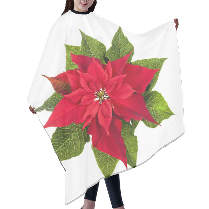 Personality  Christmas Poinsettia Plant Isolated On White Hair Cutting Cape