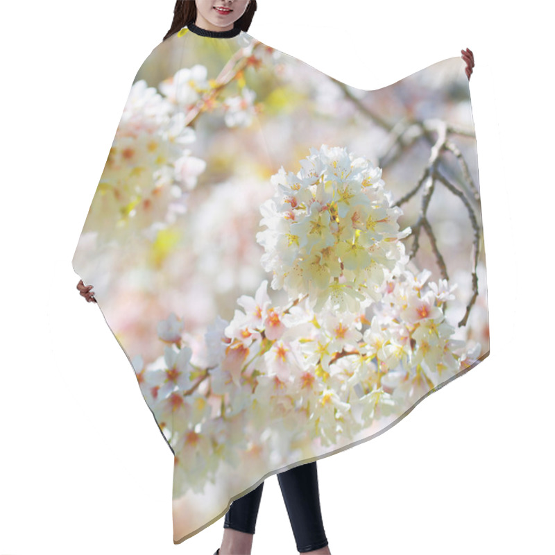 Personality  White Spring Blossoms Of Cherry. Flowers Outdoor Hair Cutting Cape