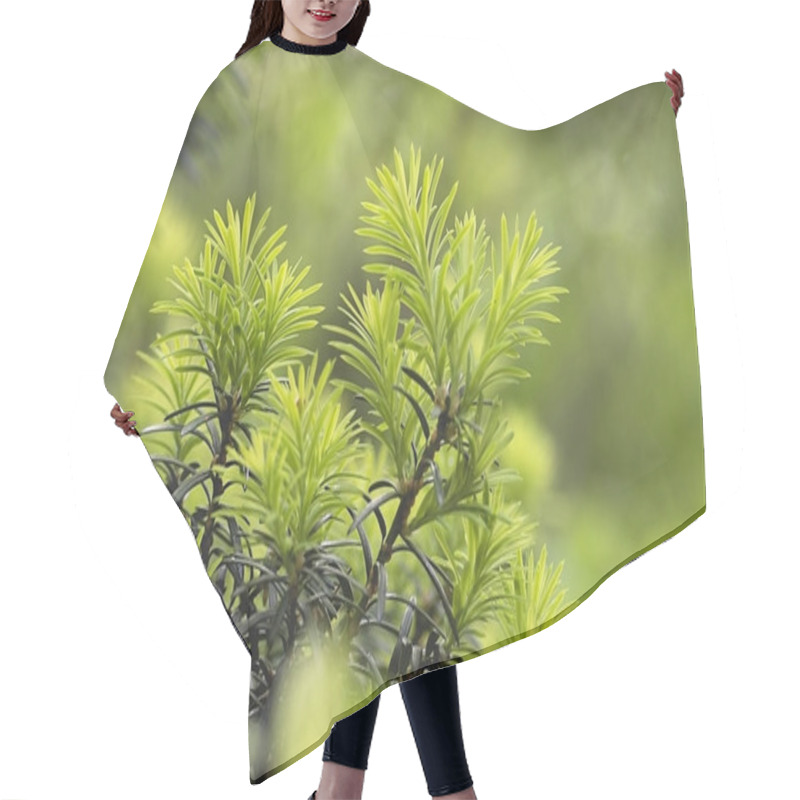 Personality  Natural Background Yew-tree New Young Needles  Hair Cutting Cape