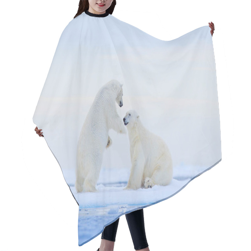 Personality  Polar Bear Dancing On The Ice. Two Polar Bears Love On Drifting Ice With Snow, White Animals In The Nature Habitat, Svalbard, Norway. Animals Playing In Snow, Arctic Wildlife. Funny Image From Nature. Hair Cutting Cape