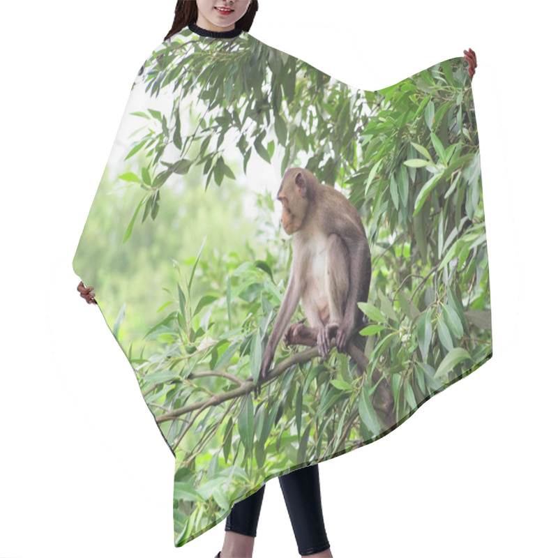 Personality  Macaque Monkey Sitting On A Tree In Its Natural Habitat  Hair Cutting Cape