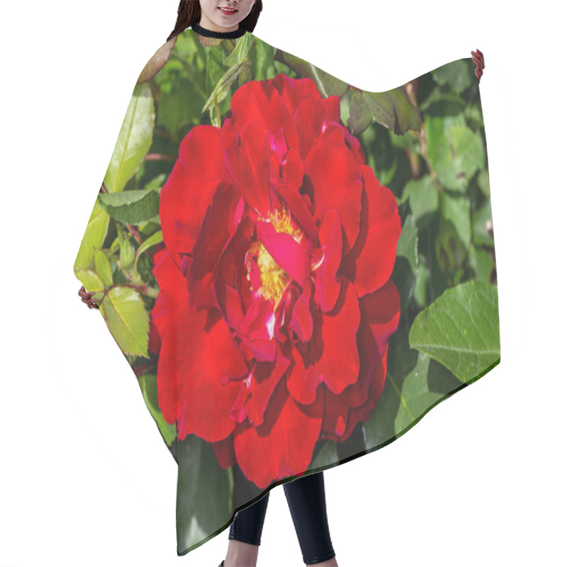 Personality  Red Garden Rose. Blooming Purple Rose Bush. Hair Cutting Cape