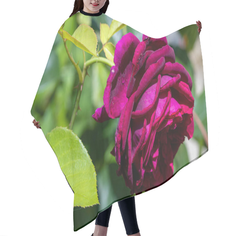 Personality  Scented Purple Munstead English Rose Blossom. Hair Cutting Cape