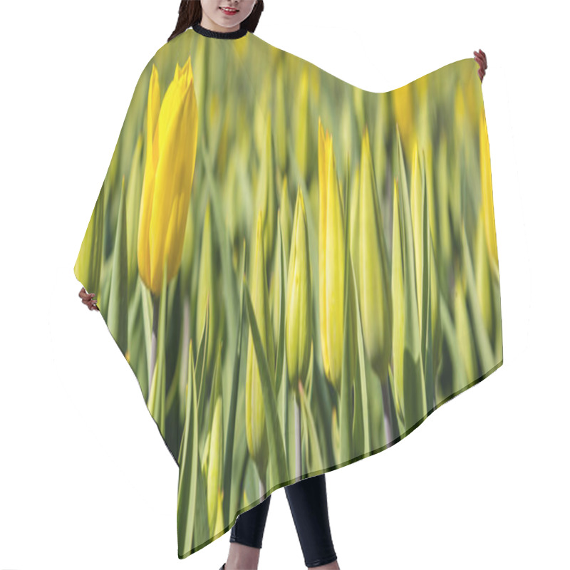 Personality  Web Banner With Yellow  Tulips Fields During Springtime In The N Hair Cutting Cape