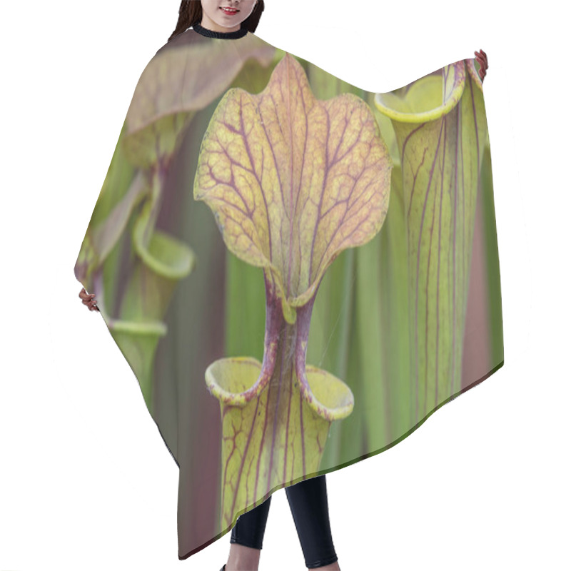 Personality  Sarracenia  (North American Pitcher Plant) Close_up Hair Cutting Cape