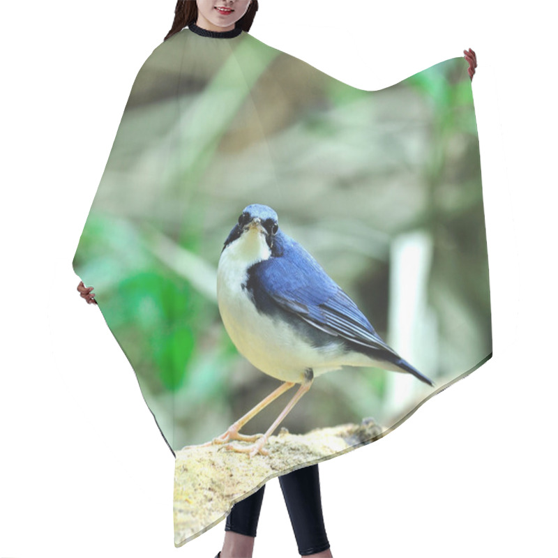 Personality  Siberian Blue Robin Bird (Luscinia Cyane), Beautiful And Lovely Blue Bird Hair Cutting Cape