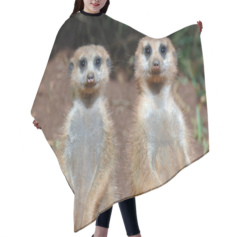 Personality  Two Suricates. Hair Cutting Cape