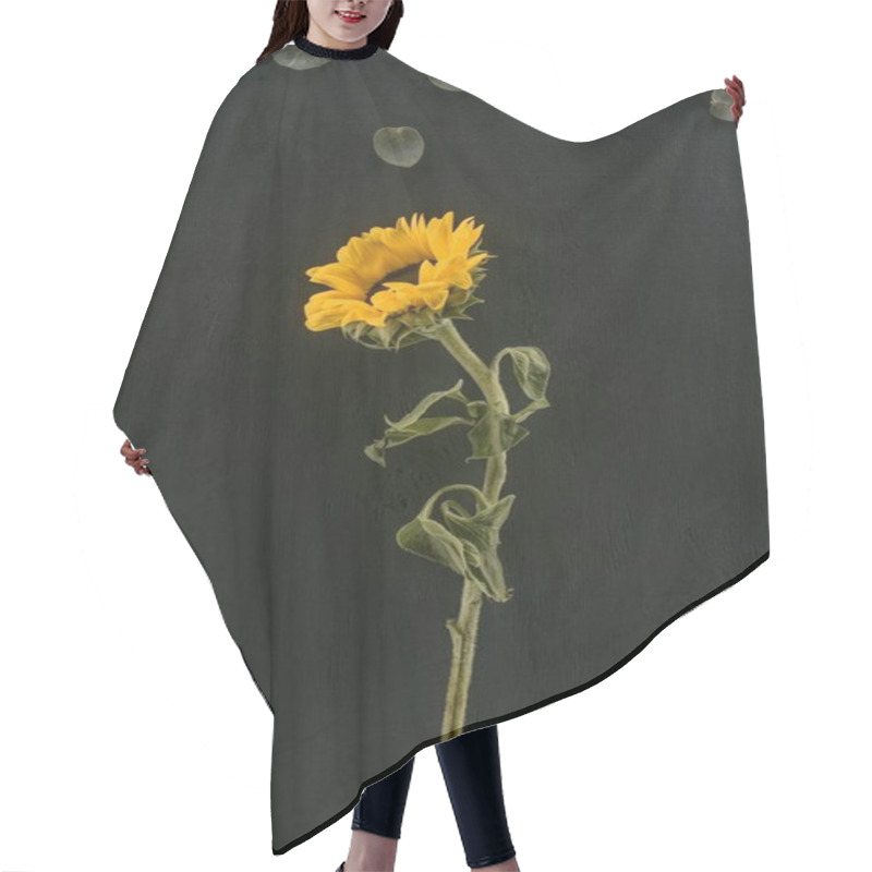 Personality  Beautiful Blooming Sunflower Isolated On Black Hair Cutting Cape