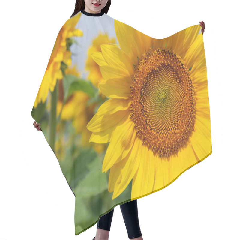 Personality  Sunflower Plants In Close-up. Cultivation Of Agricultural Crops For Oil Production Hair Cutting Cape