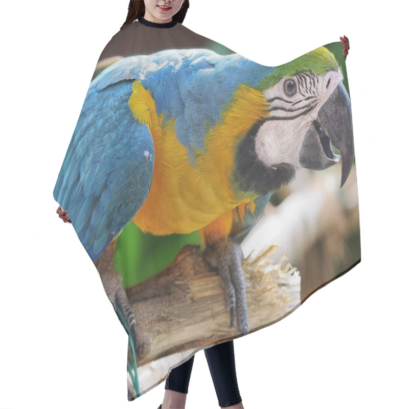 Personality  Brazilan Parrot On The Branch Hair Cutting Cape