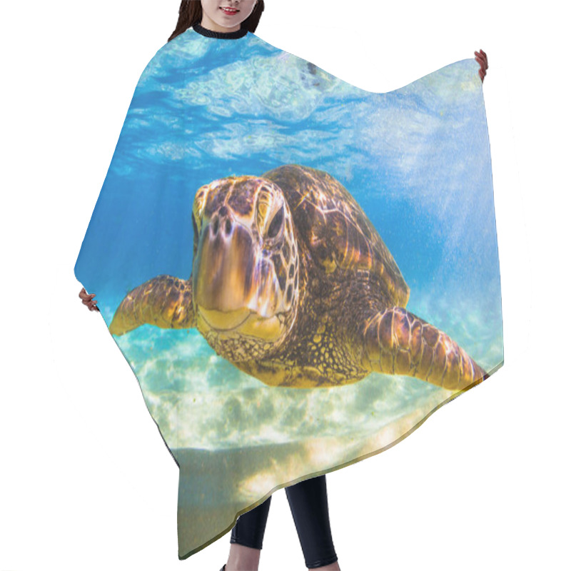 Personality  Hawaiian Green Sea Turtle Cruising In The Warm Waters Of The Pacific Ocean In Hawaii Hair Cutting Cape