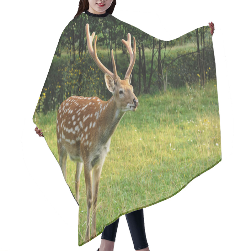 Personality  Spotted Deer. Hair Cutting Cape