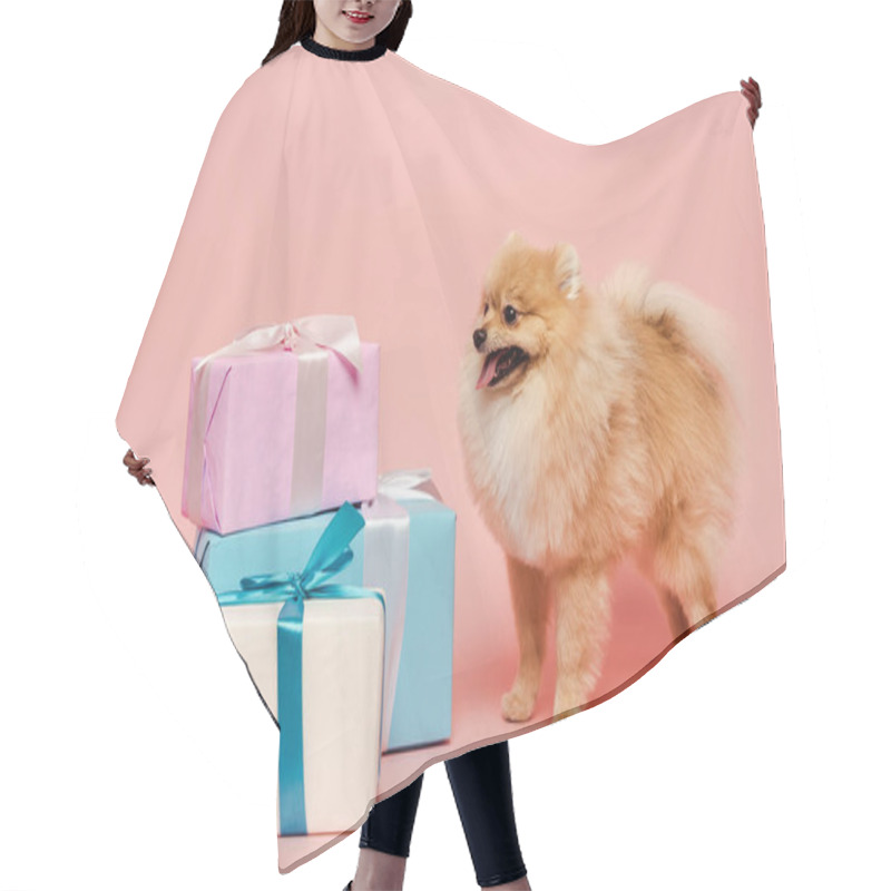 Personality  Cute Pomeranian Spitz Dog With Birthday Gifts On Pink Hair Cutting Cape