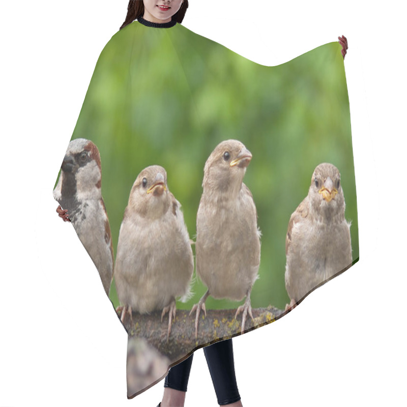 Personality  House Sparrow Male With His Children - Family Life  Hair Cutting Cape