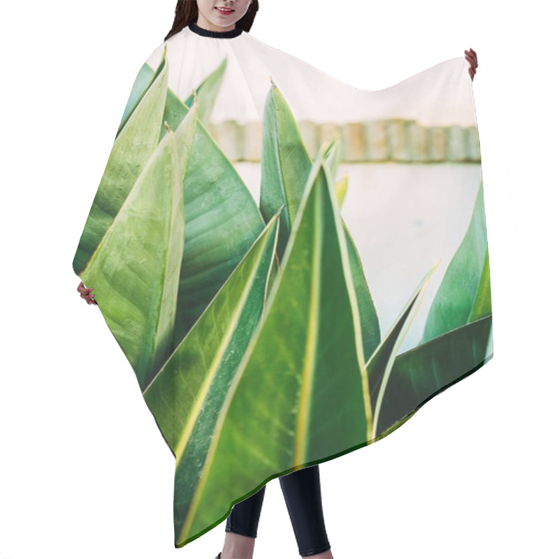 Personality  Close-up Shot Of Beautiful Tropical Leaves Hair Cutting Cape