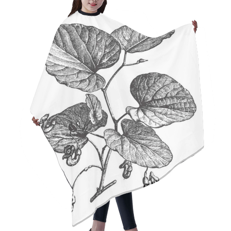 Personality  Picture Shows Flowering Branch Of Aristolochia Sipho Plant. Leaves Are Flat And Have Fine Lines Over There. It Is Commonly Known As Birthwort Or Shrub. The Sipho Variety Has Yellowish-brown Flowers, Vintage Line Drawing Or Engraving Illustration. Hair Cutting Cape