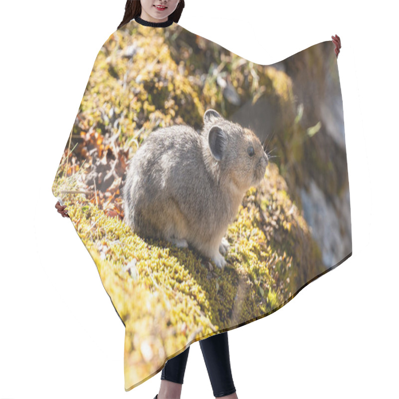 Personality  Pika In Moraine Lake Rockpile Trail. Banff National Park, Alberta, Canada. Hair Cutting Cape