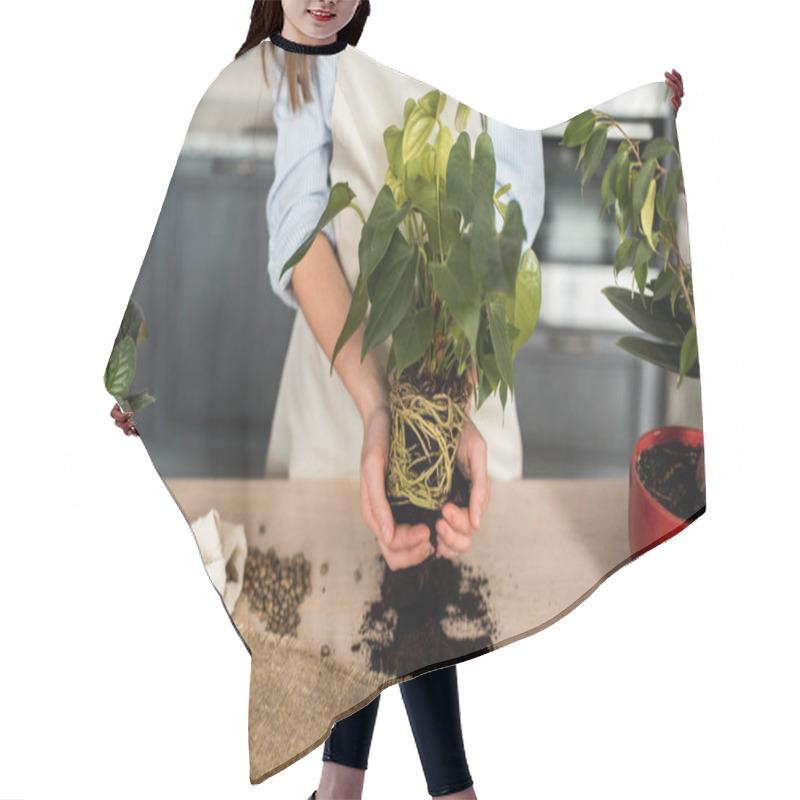 Personality  Cute Girl Gardener Hands Transplanting Indoor Exotic Plants In White Pots On Wooden Table. Concept Of Home Garden And Planting Flowers In Pot With Dirt Ans Soil. Hair Cutting Cape