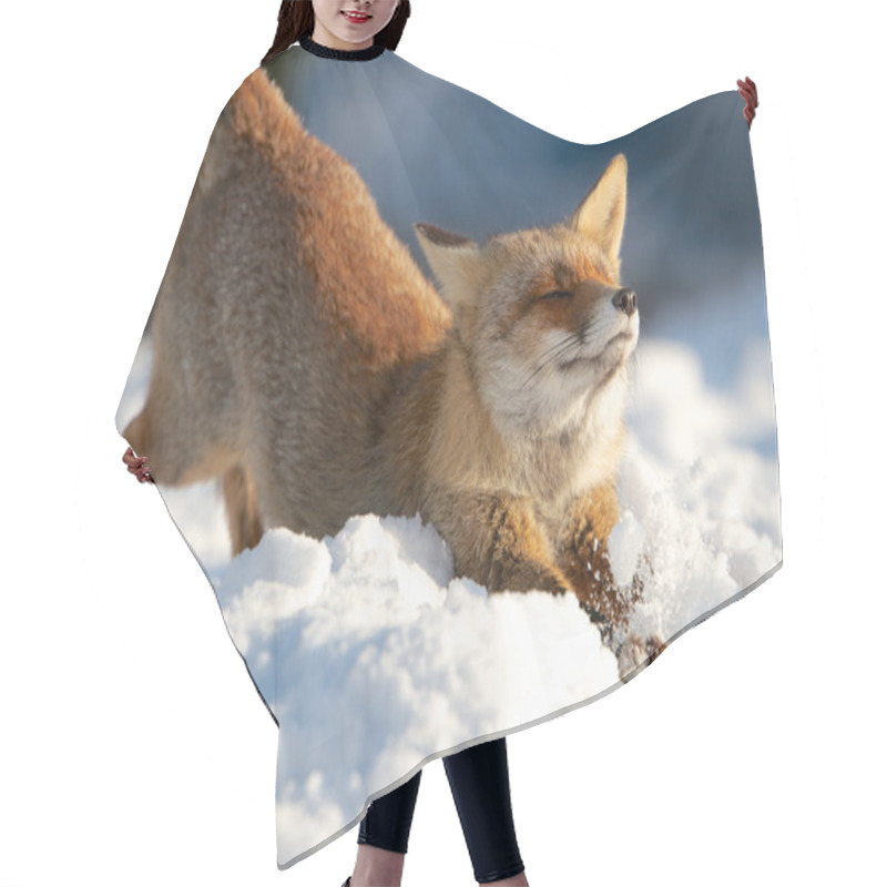 Personality  Streching Fox Hair Cutting Cape